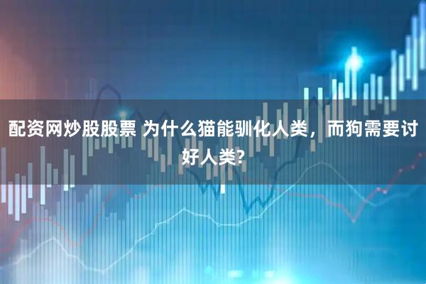 配资网炒股股票 为什么猫能驯化人类，而狗需要讨好人类?